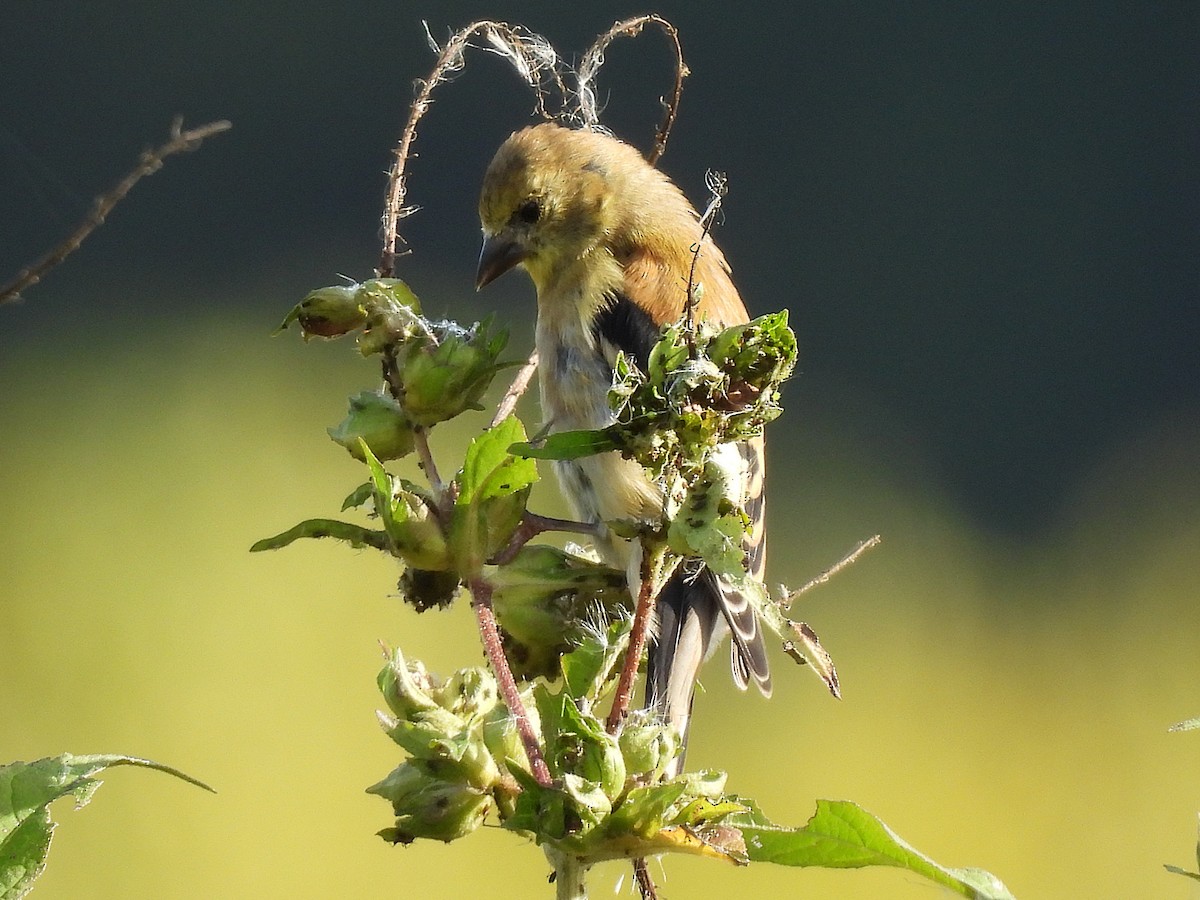 American Goldfinch - ML643624272