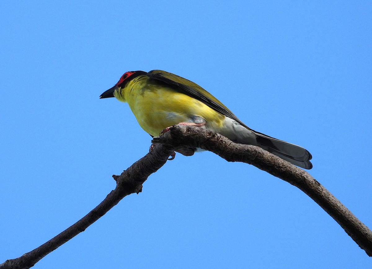 Australasian Figbird - ML643624287