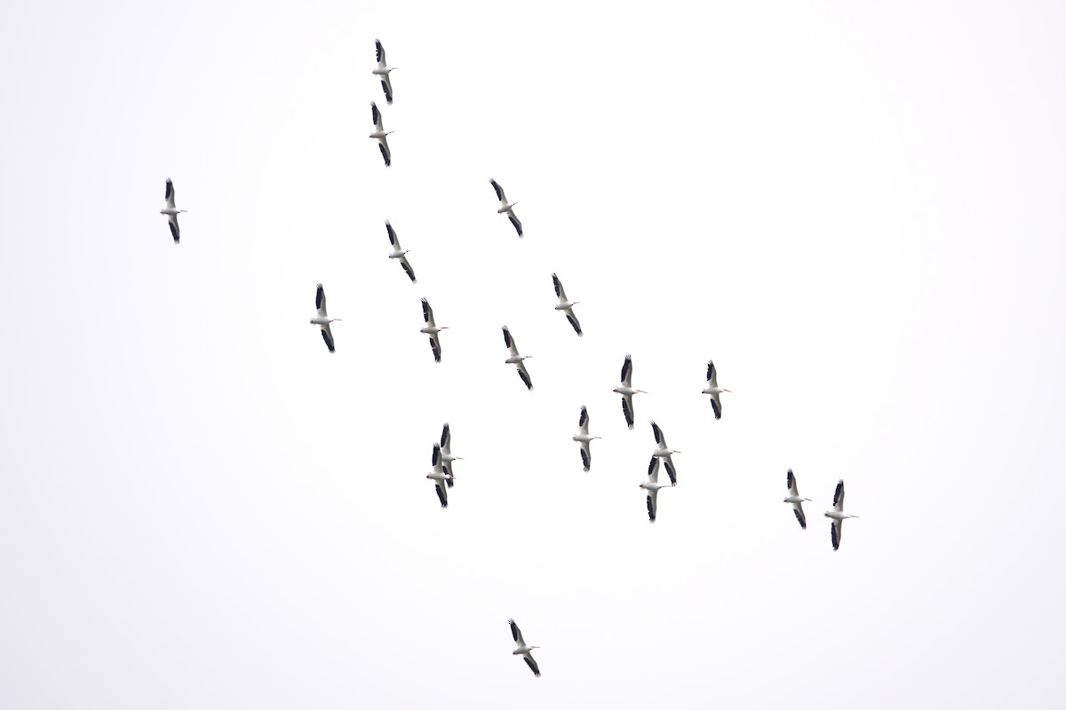 American White Pelican - ML643624292