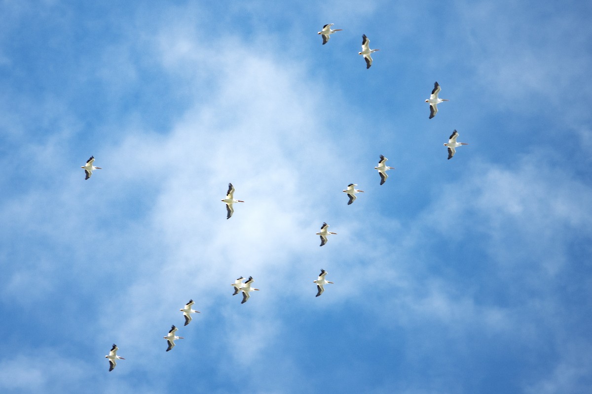 American White Pelican - ML643624293