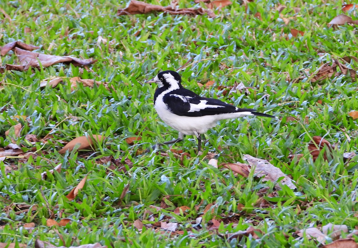 Magpie-lark - ML643624296