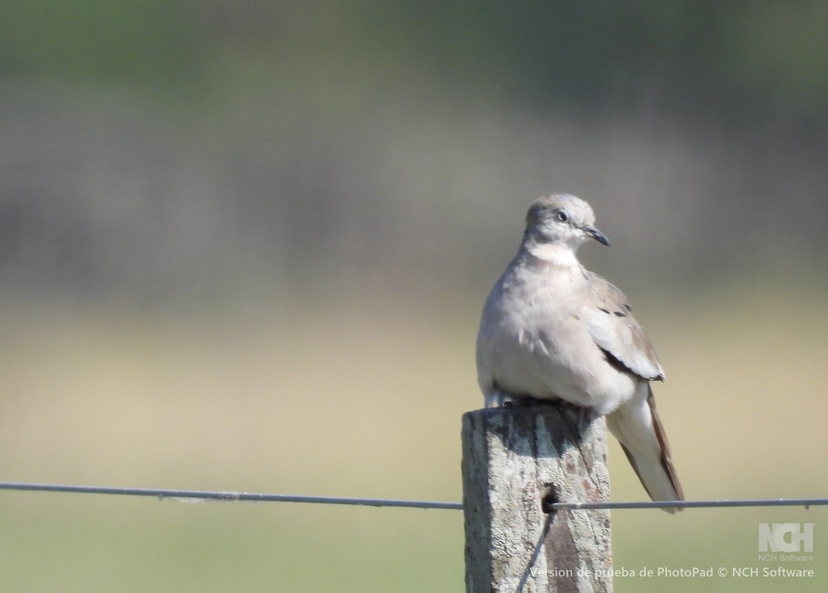 Picui Ground Dove - ML643624301
