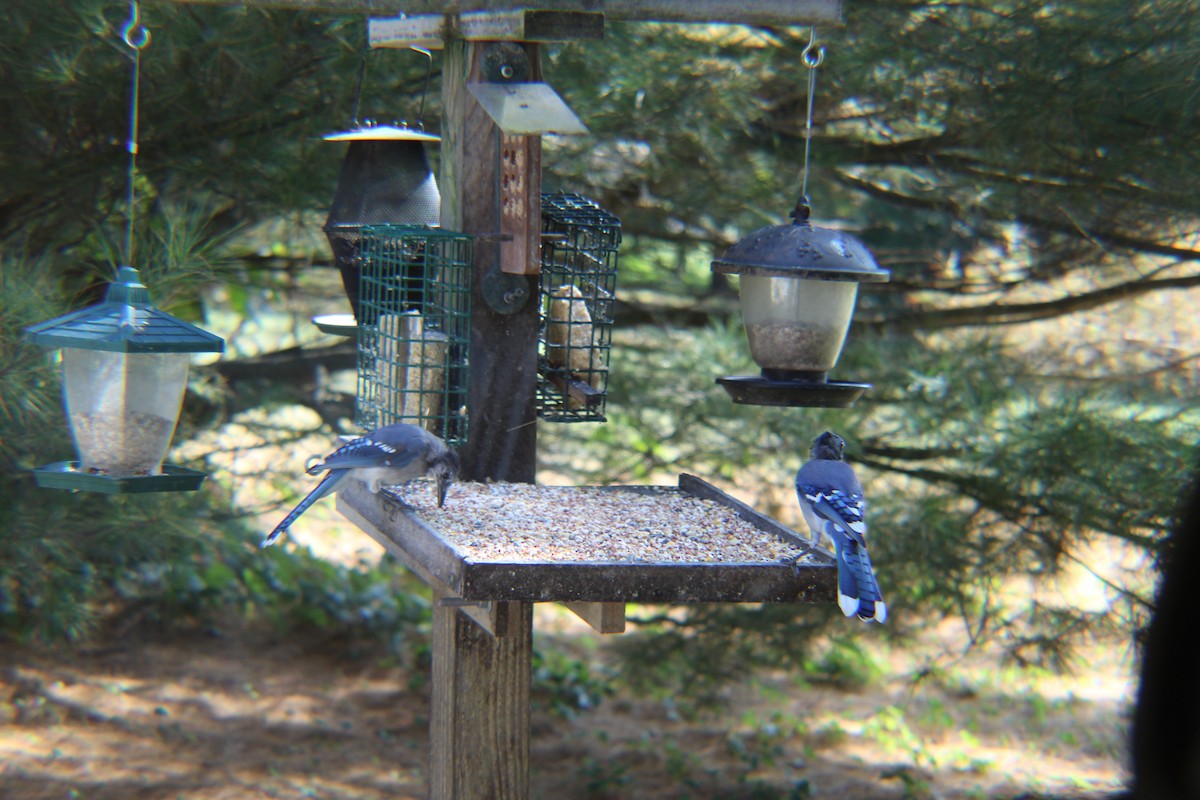 Blue Jay - ML643624302