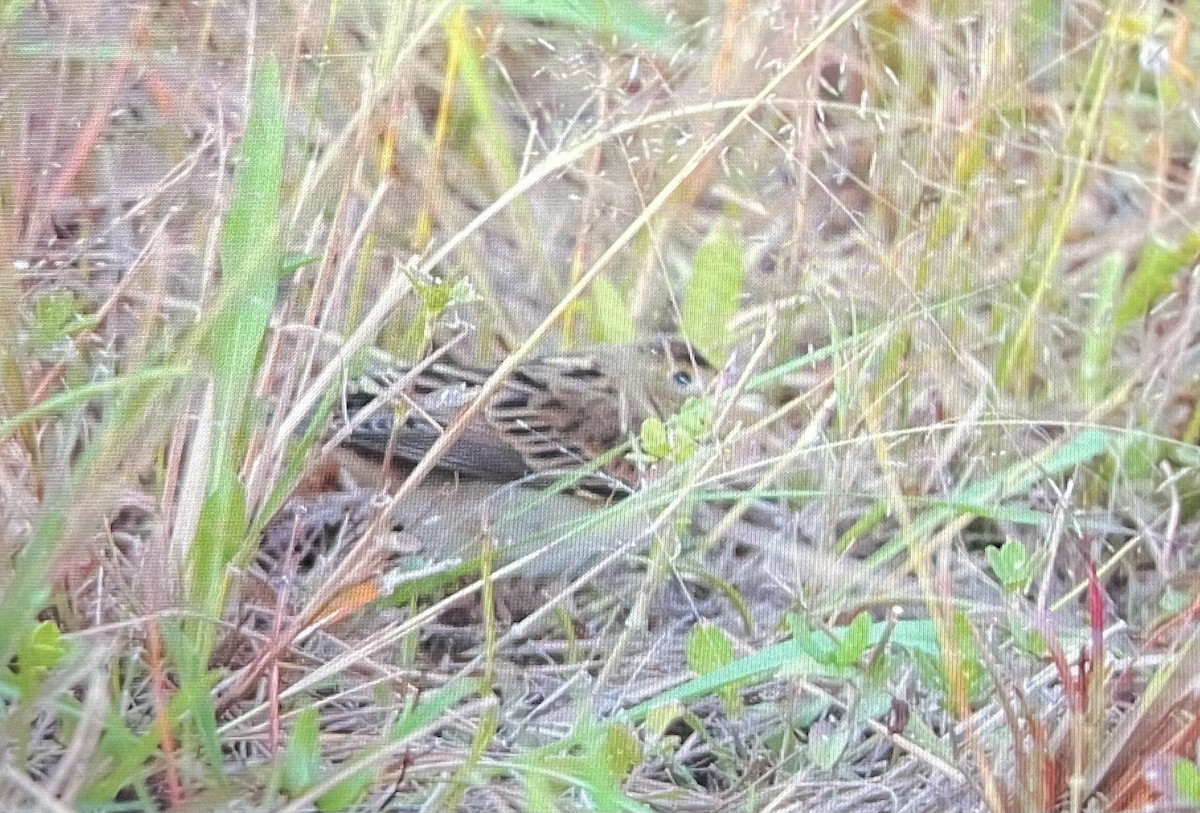 Dickcissel - ML643624303