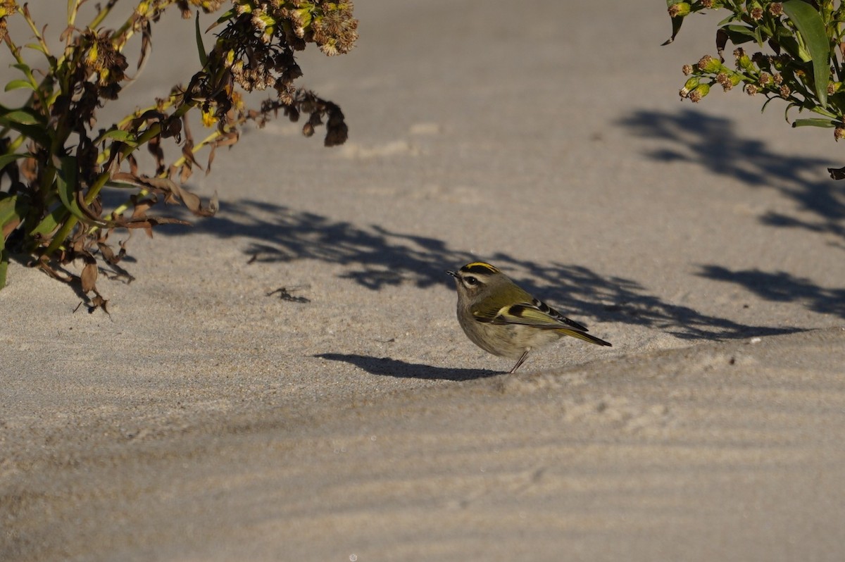 Golden-crowned Kinglet - ML643624304