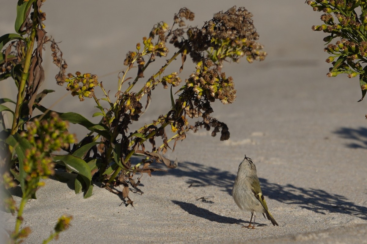 Golden-crowned Kinglet - ML643624305
