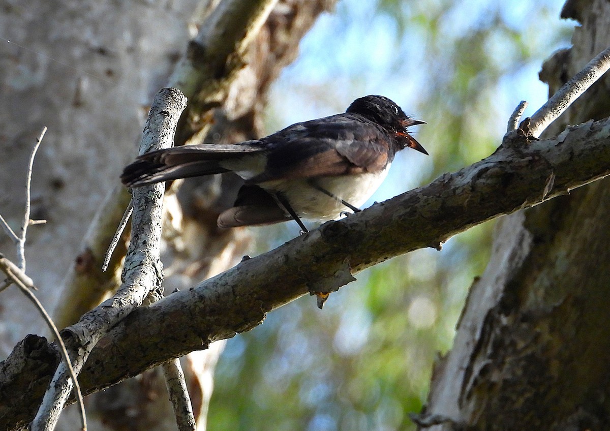 Willie-wagtail - ML643624306