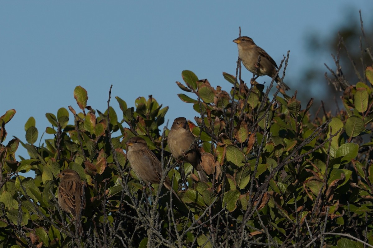 House Sparrow - ML643624323