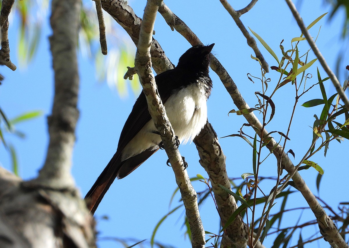 Willie-wagtail - ML643624325