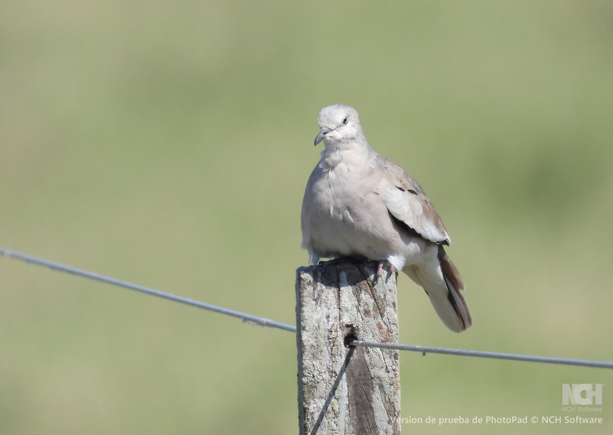 Picui Ground Dove - ML643624327