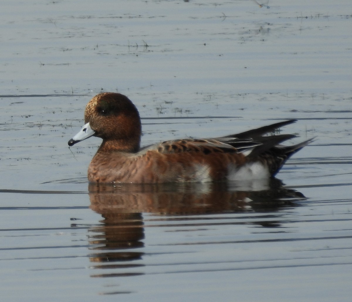 Hybride Canard siffleur x C. d'Amérique - ML643624330