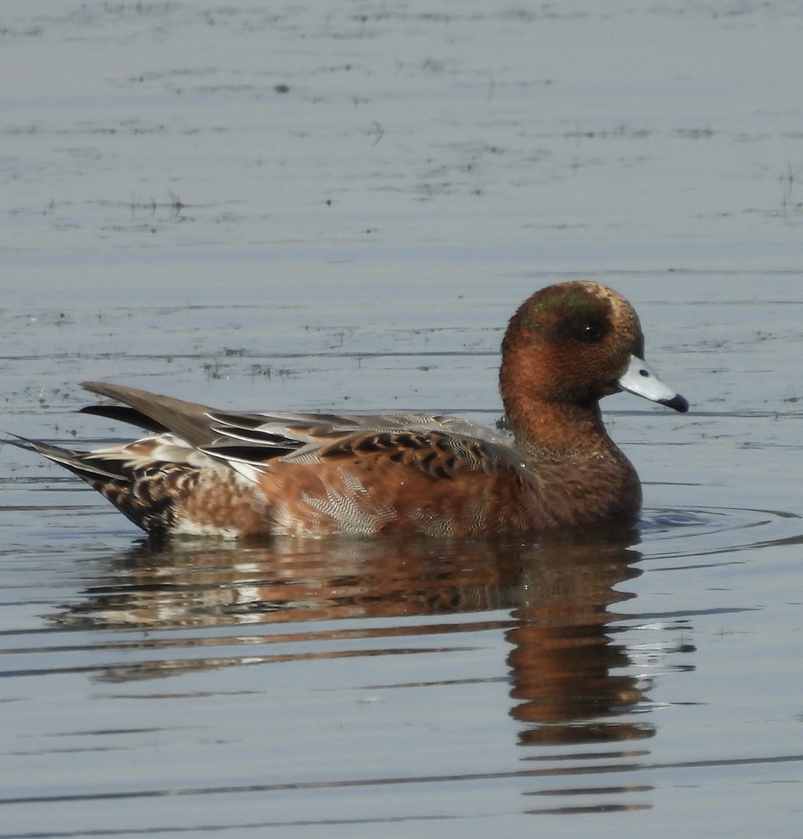 Hybride Canard siffleur x C. d'Amérique - ML643624331