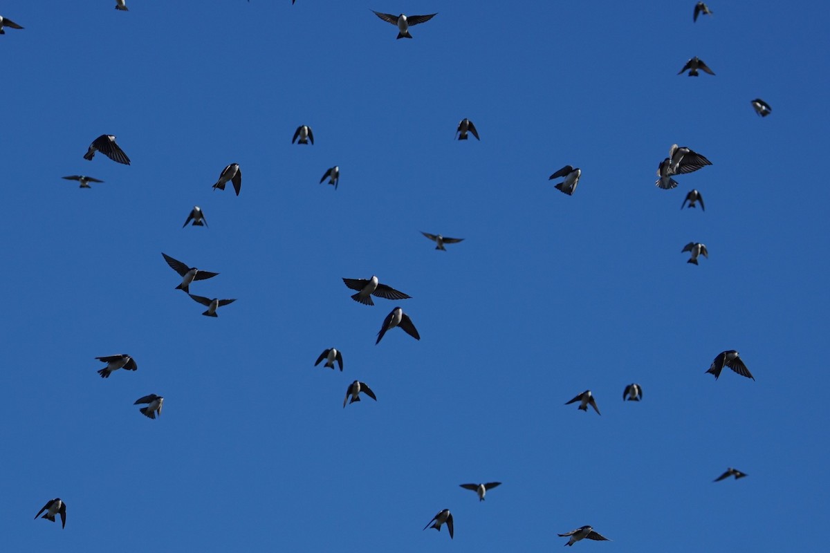 Tree Swallow - ML643624334