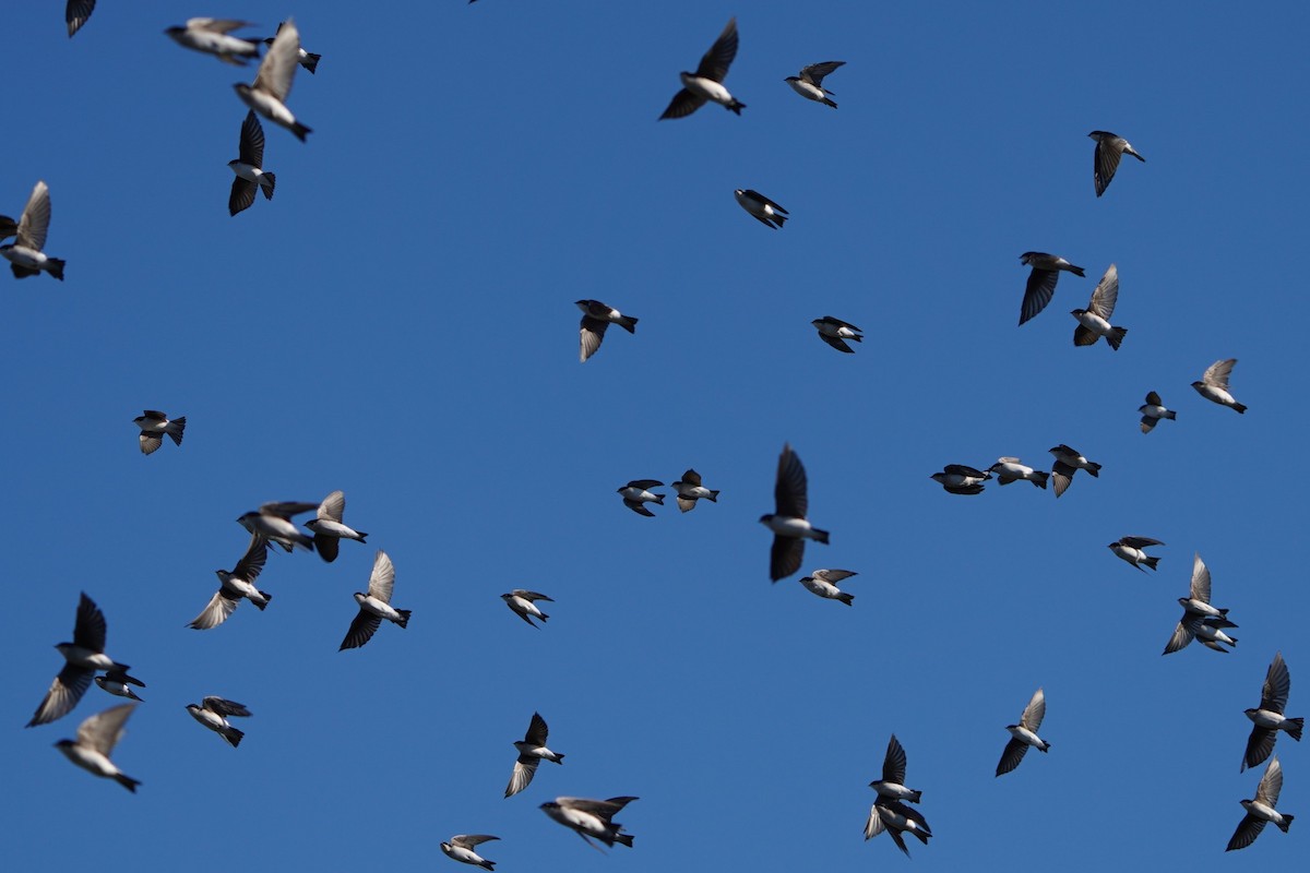 Tree Swallow - ML643624335