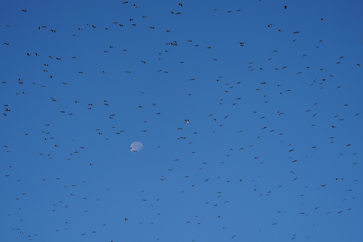 Tree Swallow - ML643624336