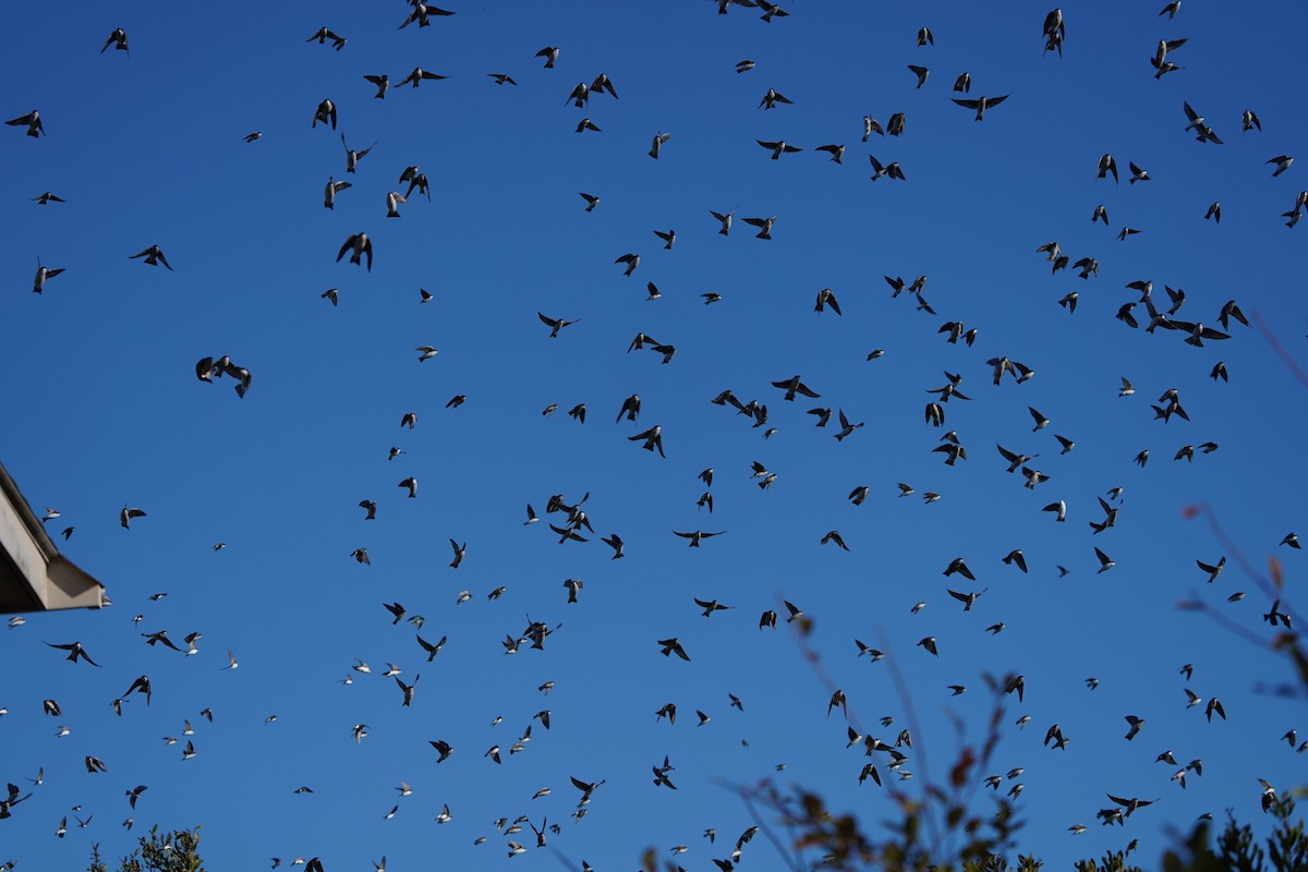 Tree Swallow - ML643624338