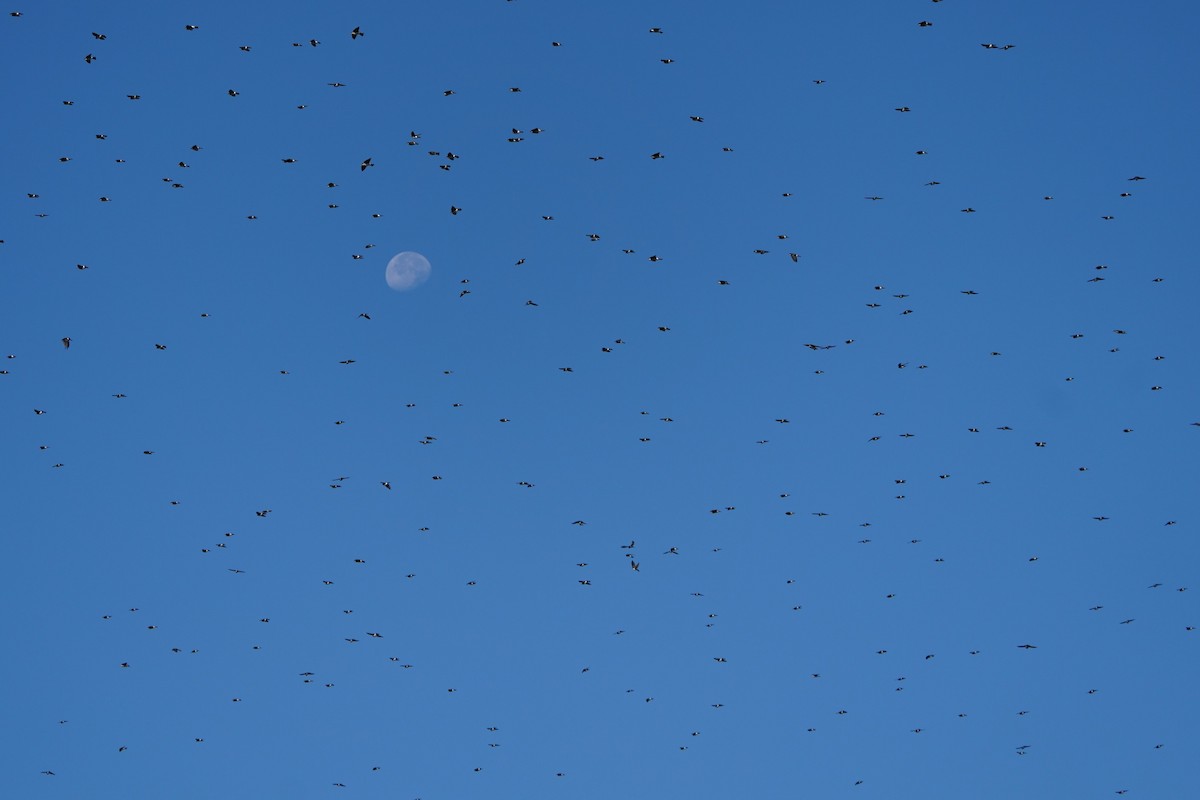 Tree Swallow - ML643624339