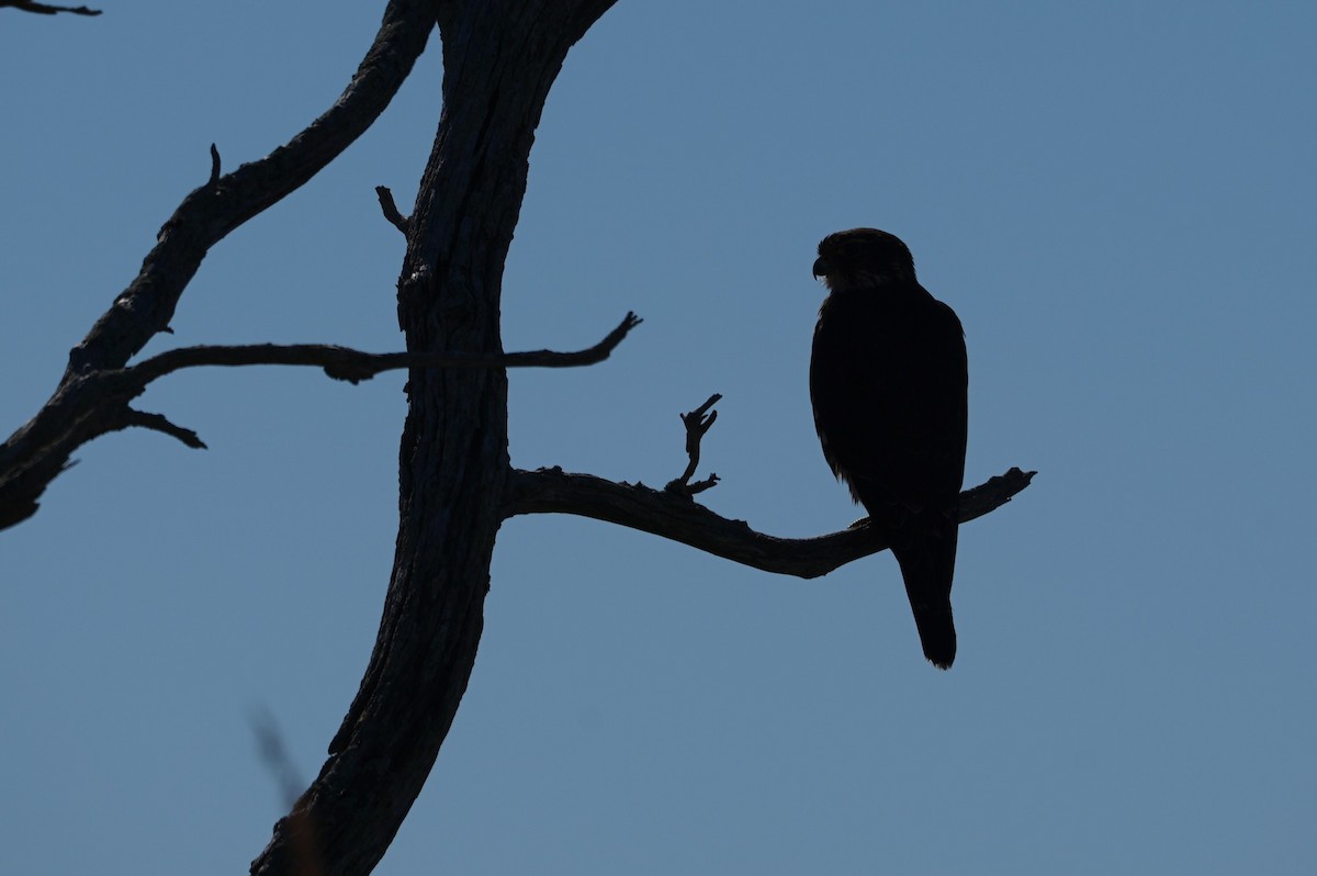 Merlin - ML643624354