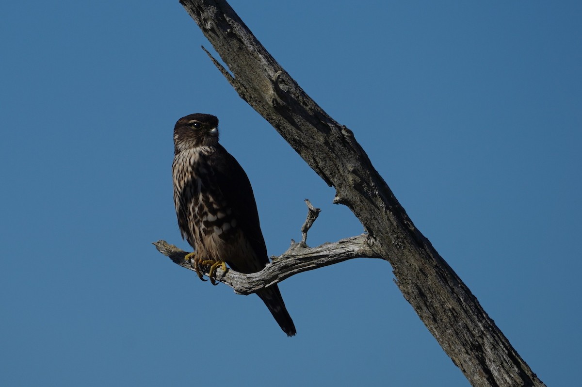 Merlin - ML643624355