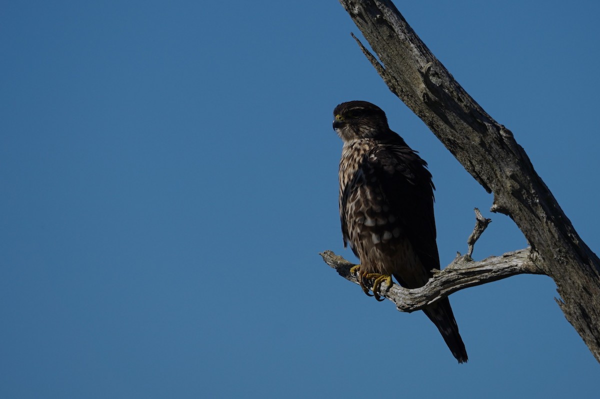 Merlin - ML643624356