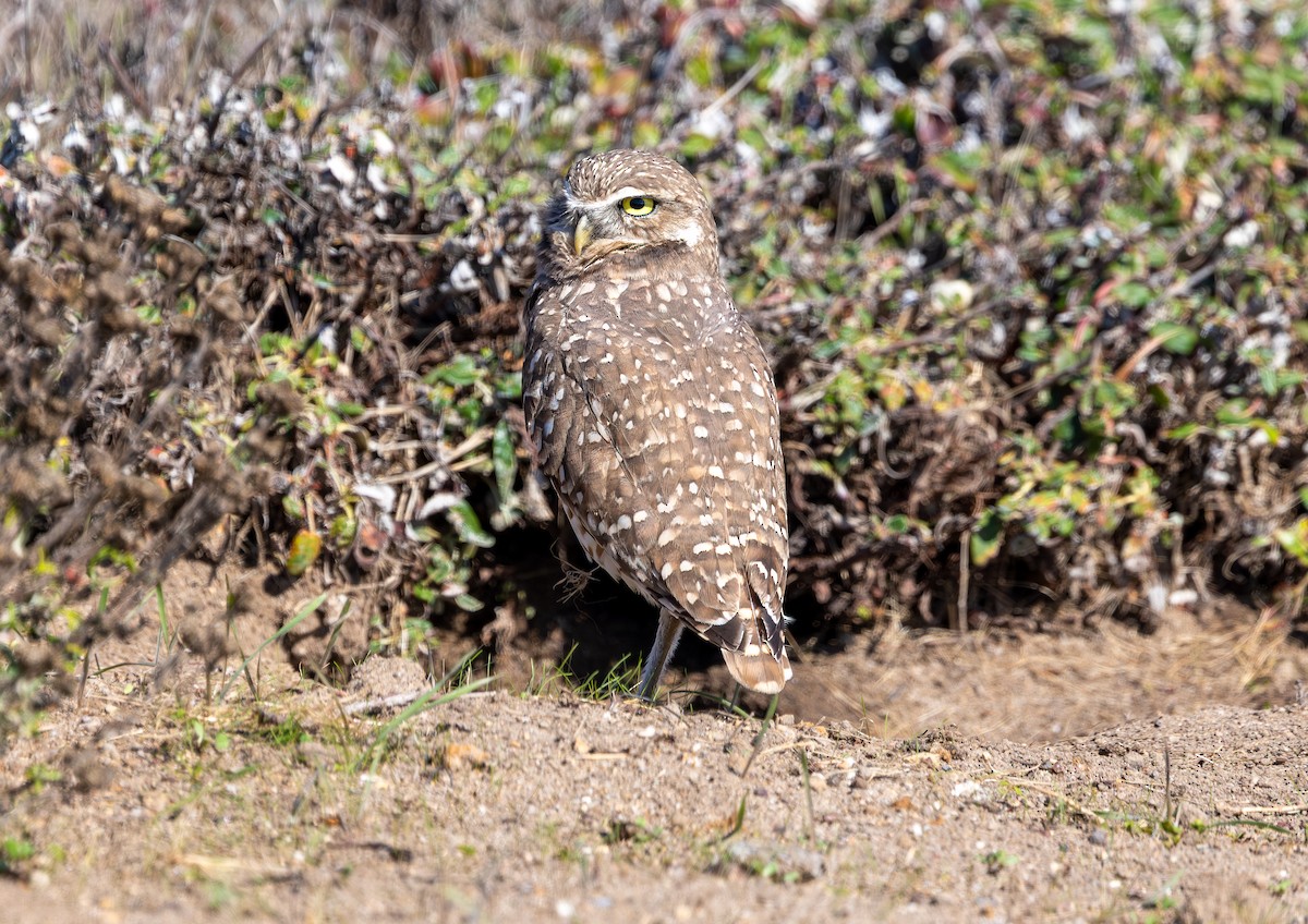Burrowing Owl - ML643624357