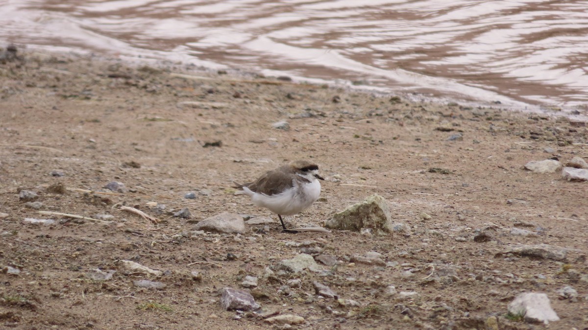 Puna Plover - ML643624364