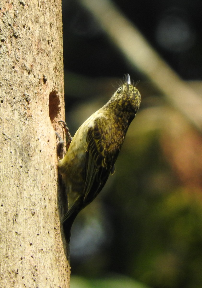Speckled Tinkerbird - ML643624368