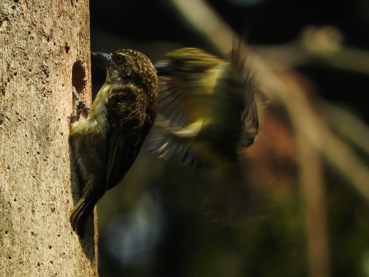 Speckled Tinkerbird - ML643624369