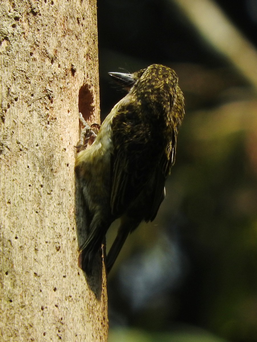 Speckled Tinkerbird - ML643624370