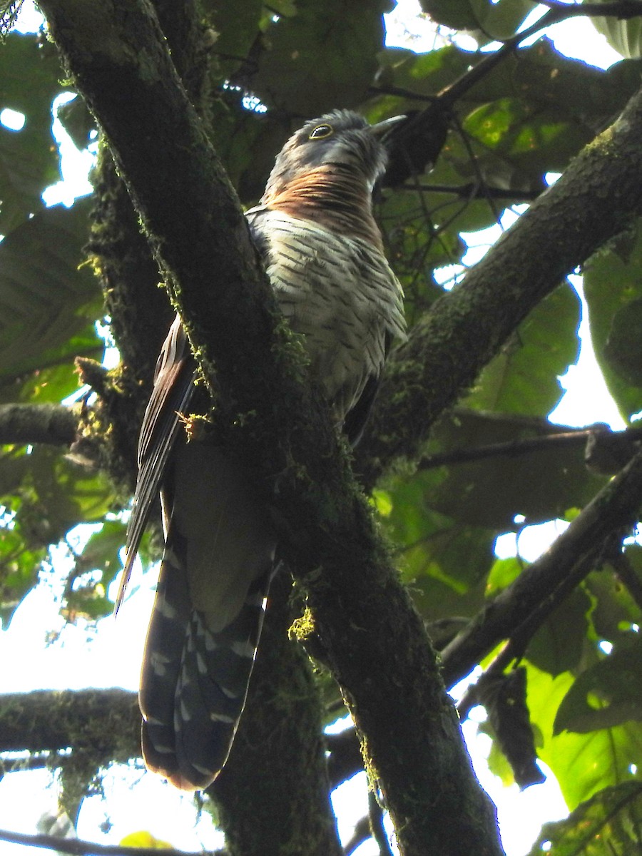 チャムネカッコウ - ML643624389