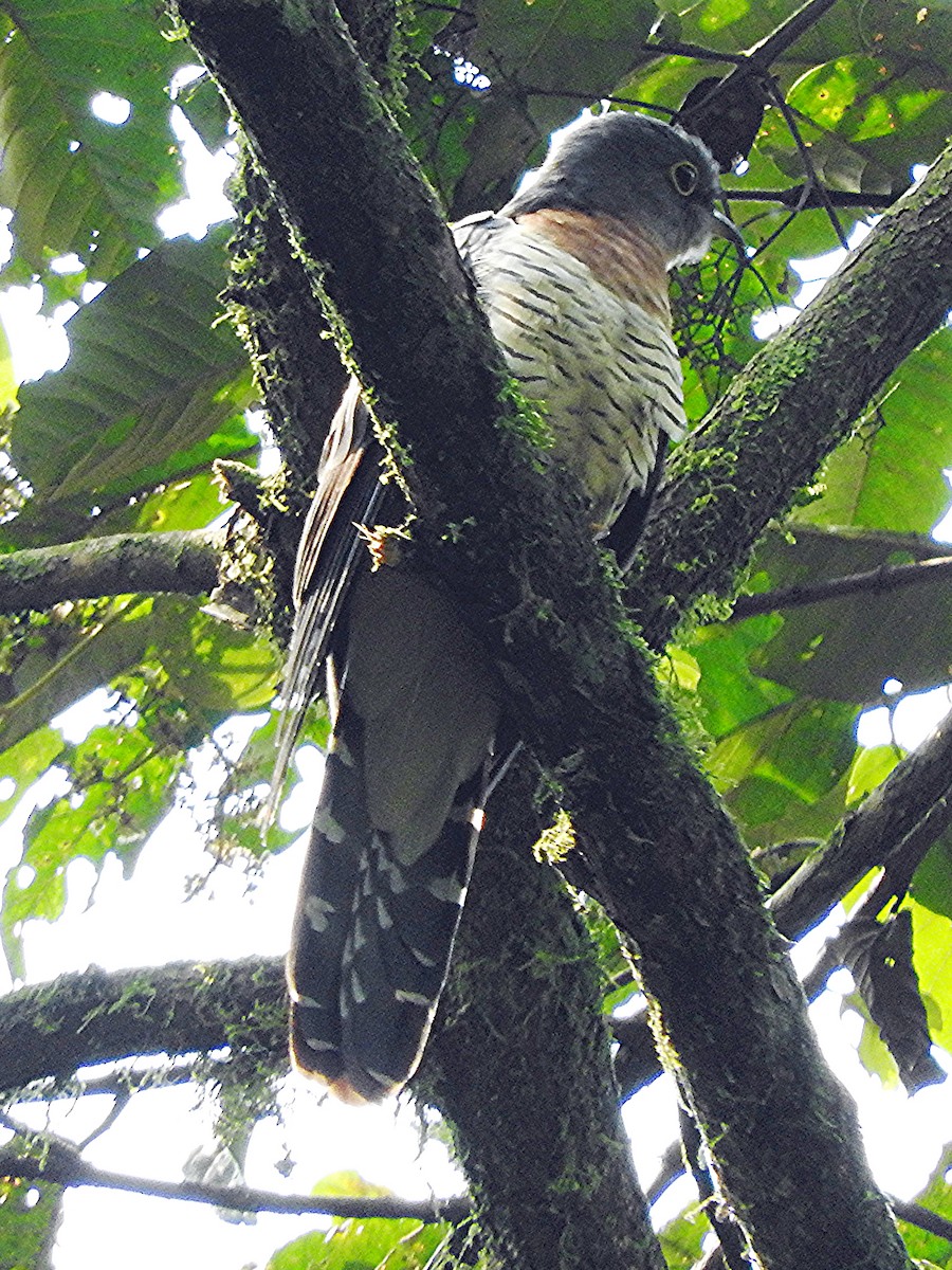 チャムネカッコウ - ML643624390