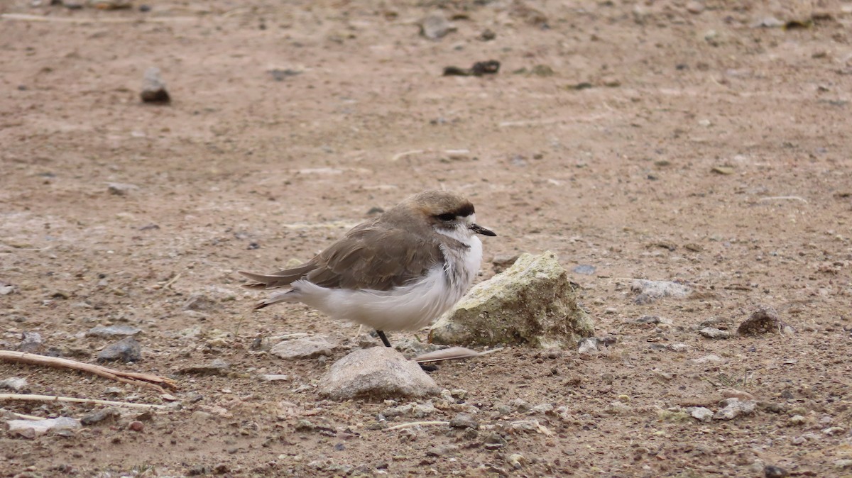 Puna Plover - ML643624409