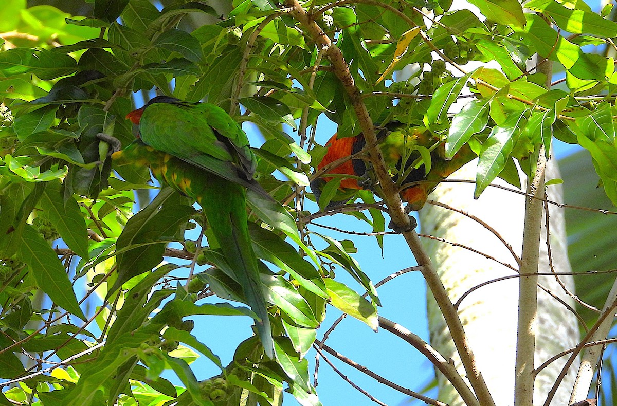 Rainbow Lorikeet - ML643624433