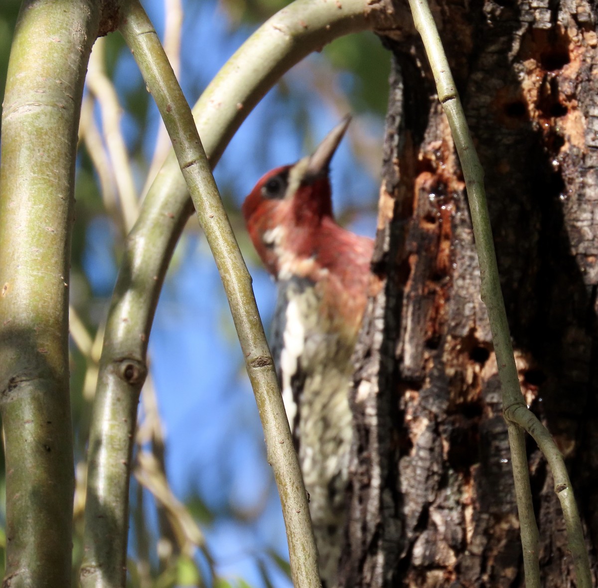 Red-breasted Sapsucker - ML643624437