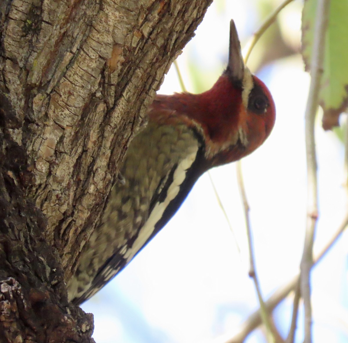 Red-breasted Sapsucker - ML643624440