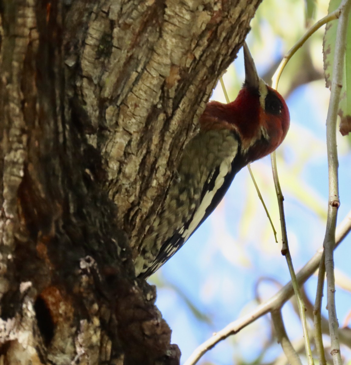 Red-breasted Sapsucker - ML643624441