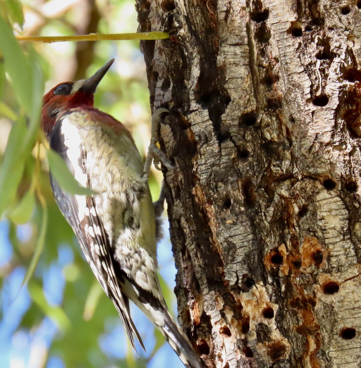 Red-breasted Sapsucker - ML643624442