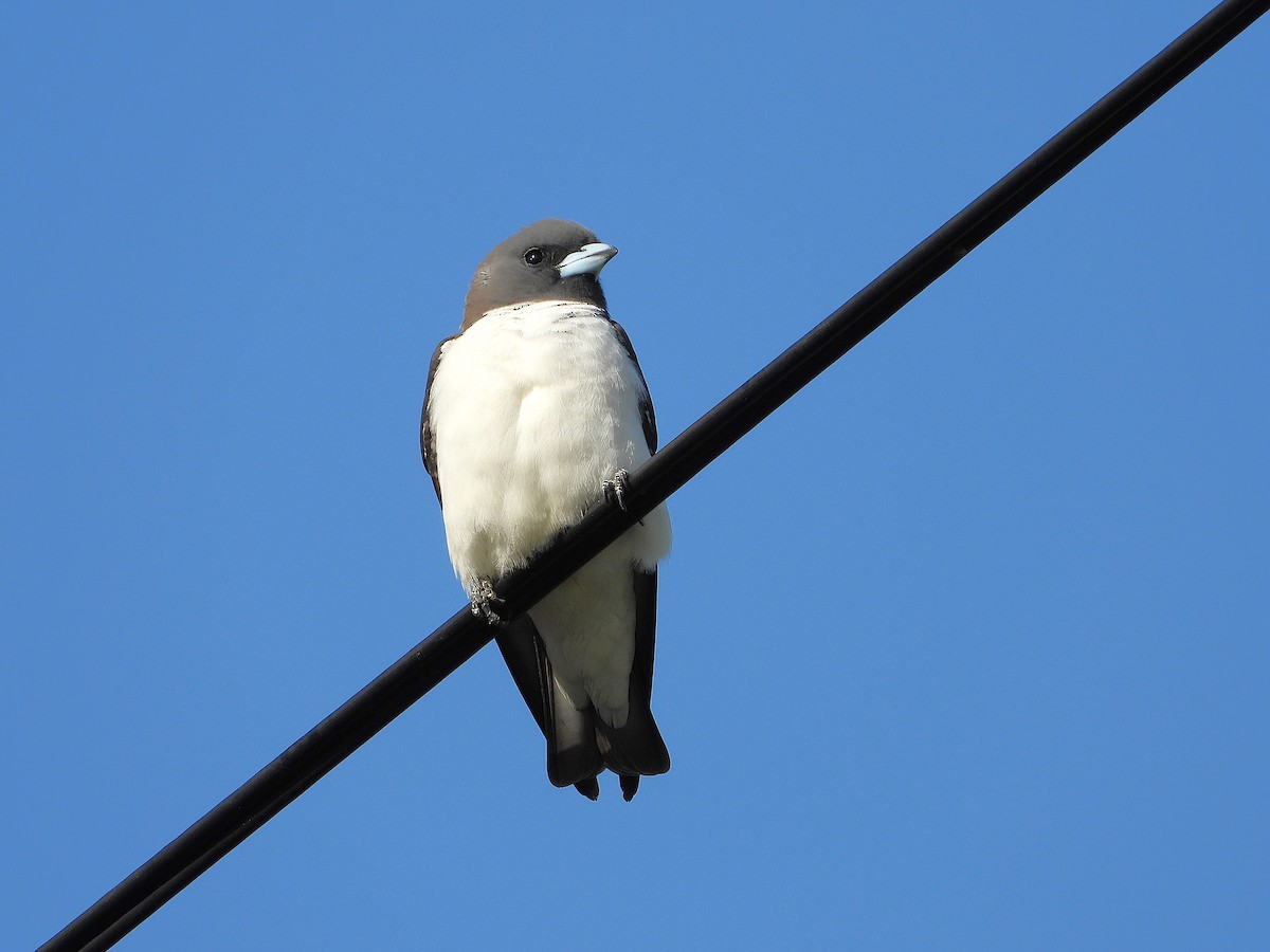 White-breasted Woodswallow - ML643624449