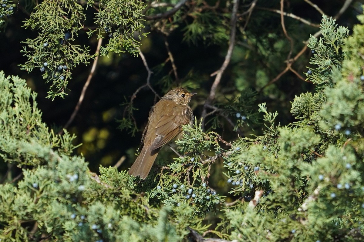 Swainson's Thrush - ML643624462
