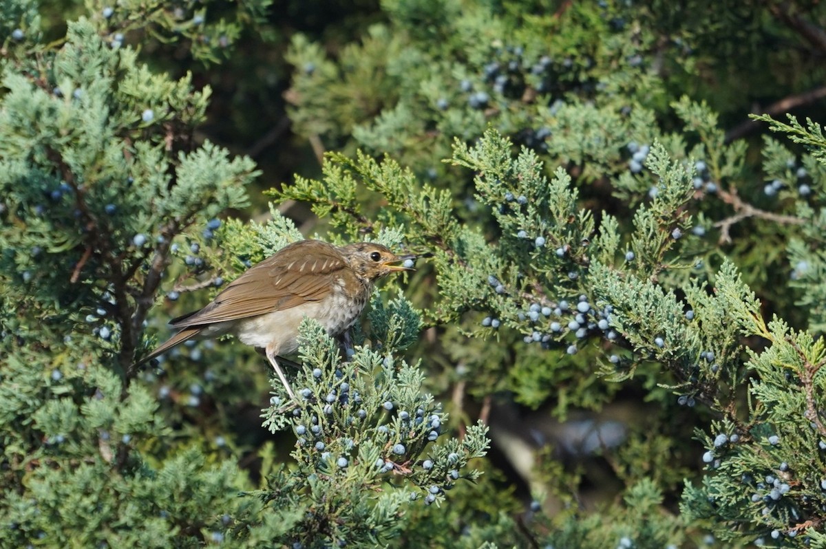 Swainson's Thrush - ML643624463