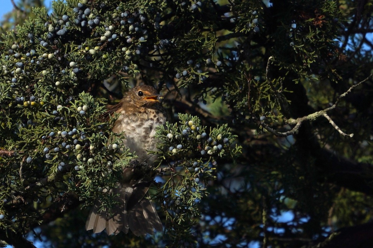Swainson's Thrush - ML643624464