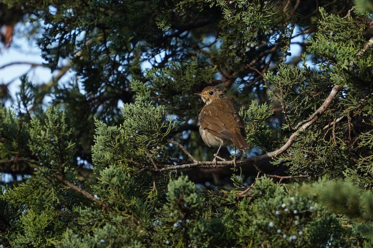 Swainson's Thrush - ML643624465