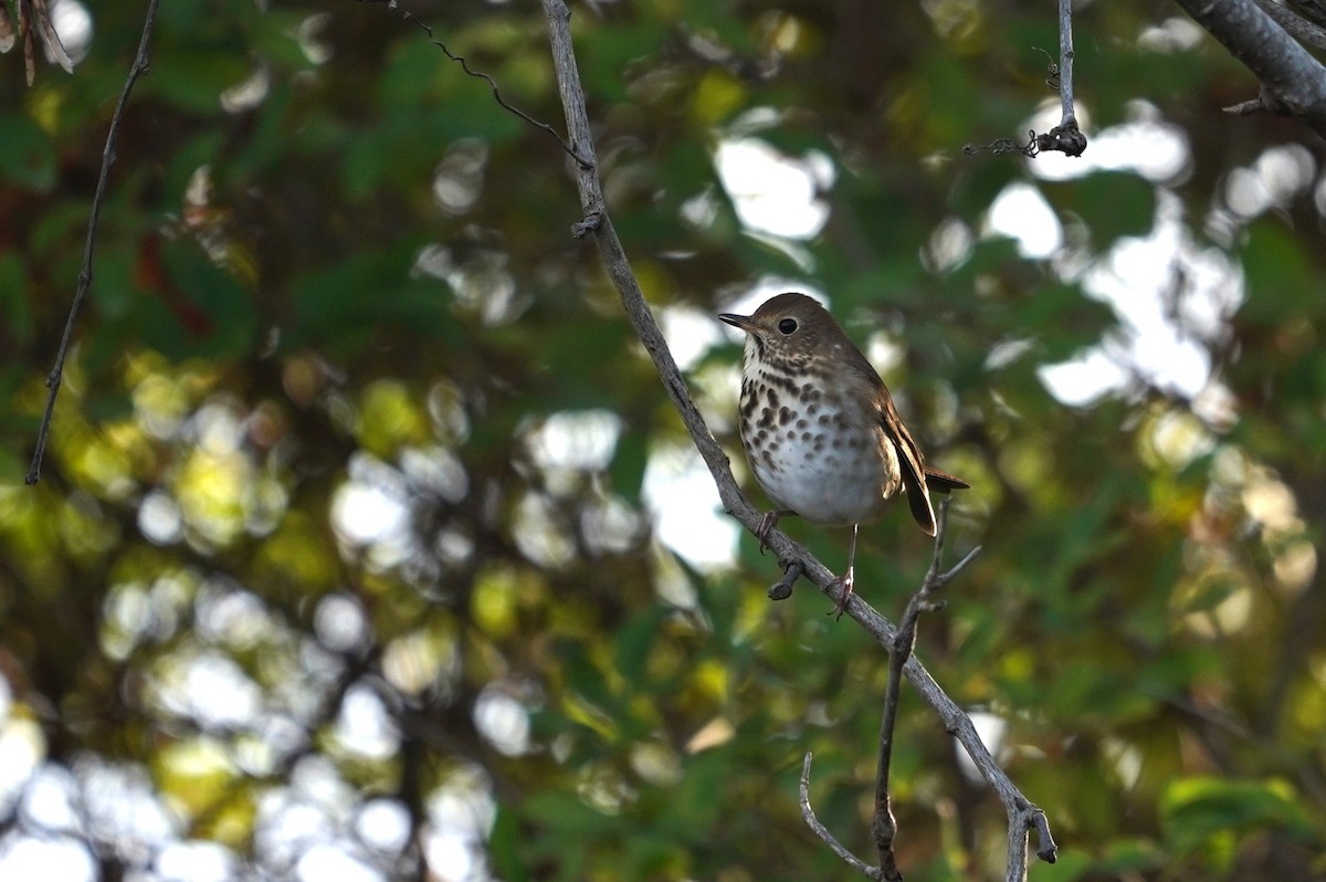 Hermit Thrush - ML643624470
