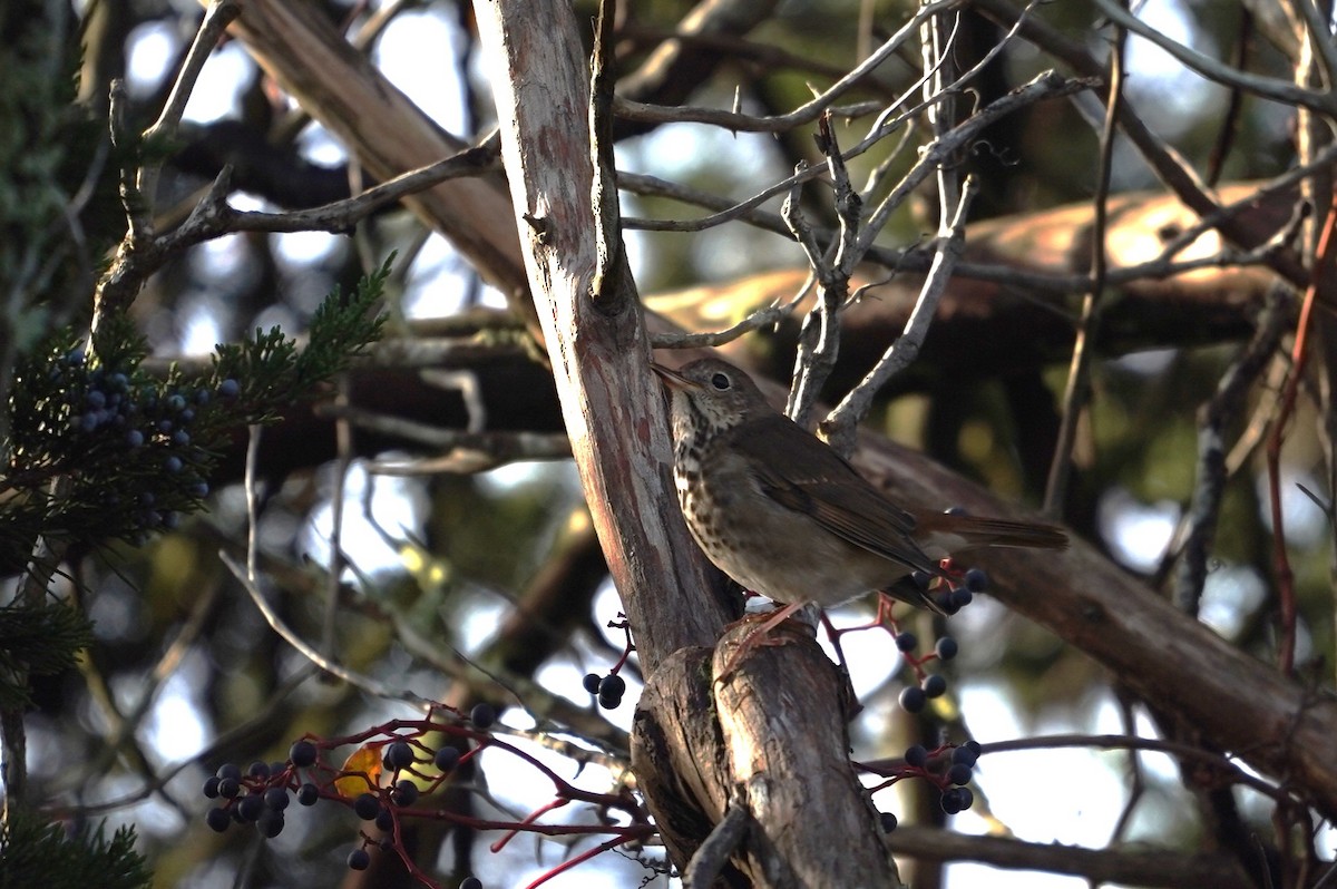 Hermit Thrush - ML643624471