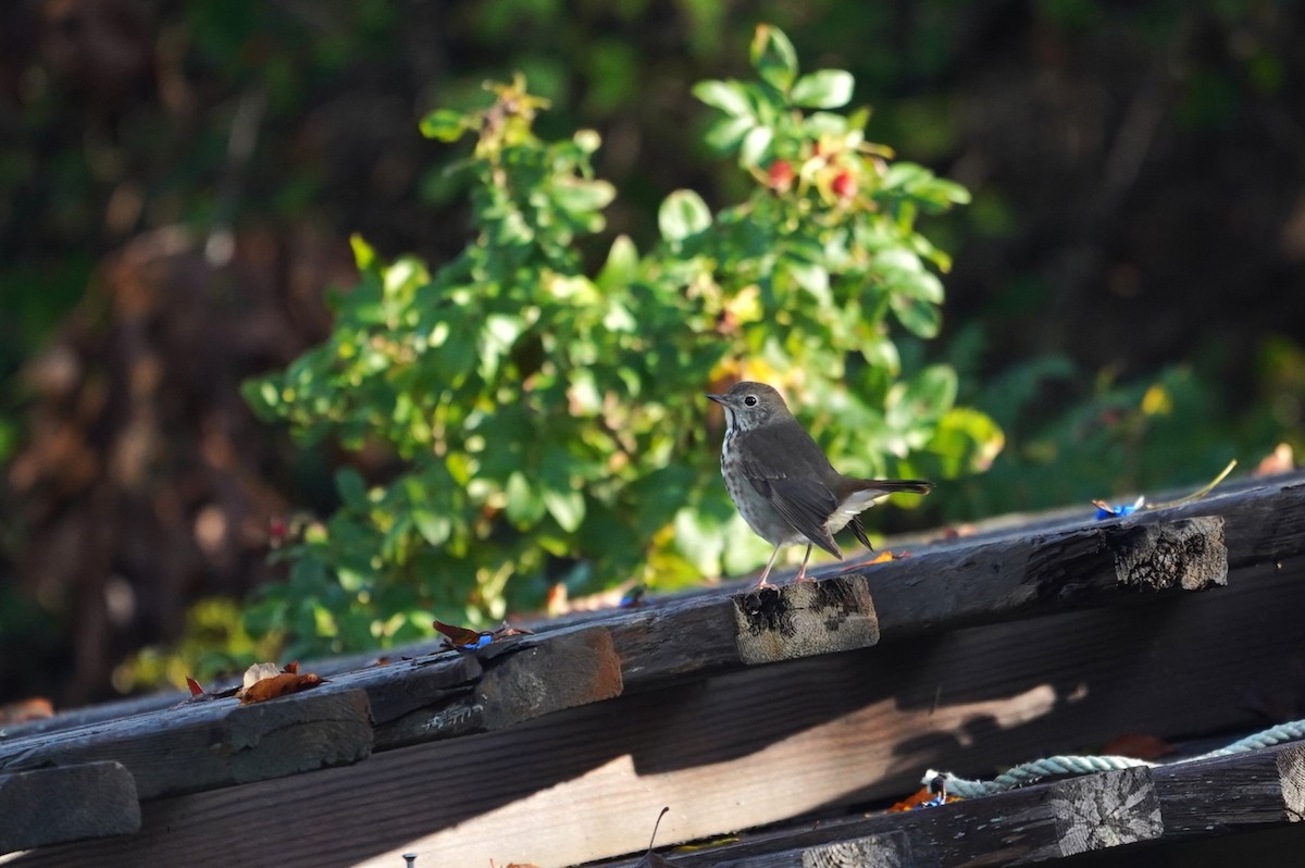 Hermit Thrush - ML643624472