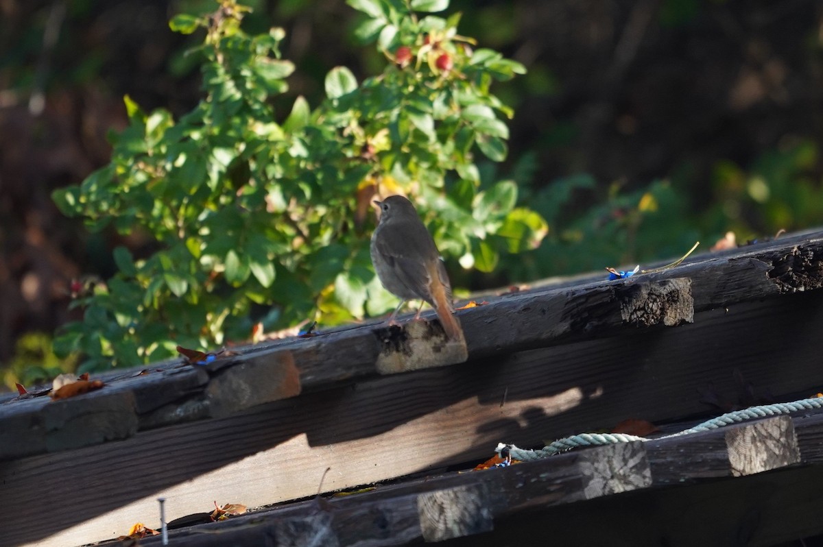 Hermit Thrush - ML643624473