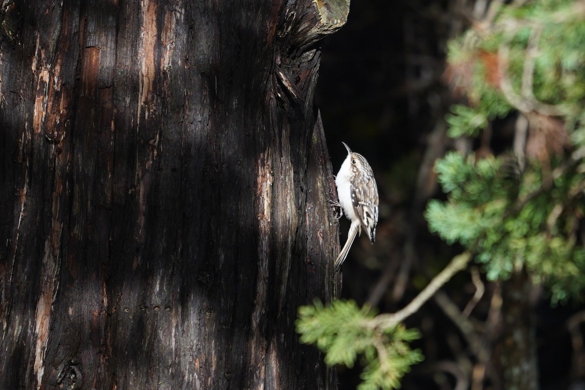 Brown Creeper - ML643624475