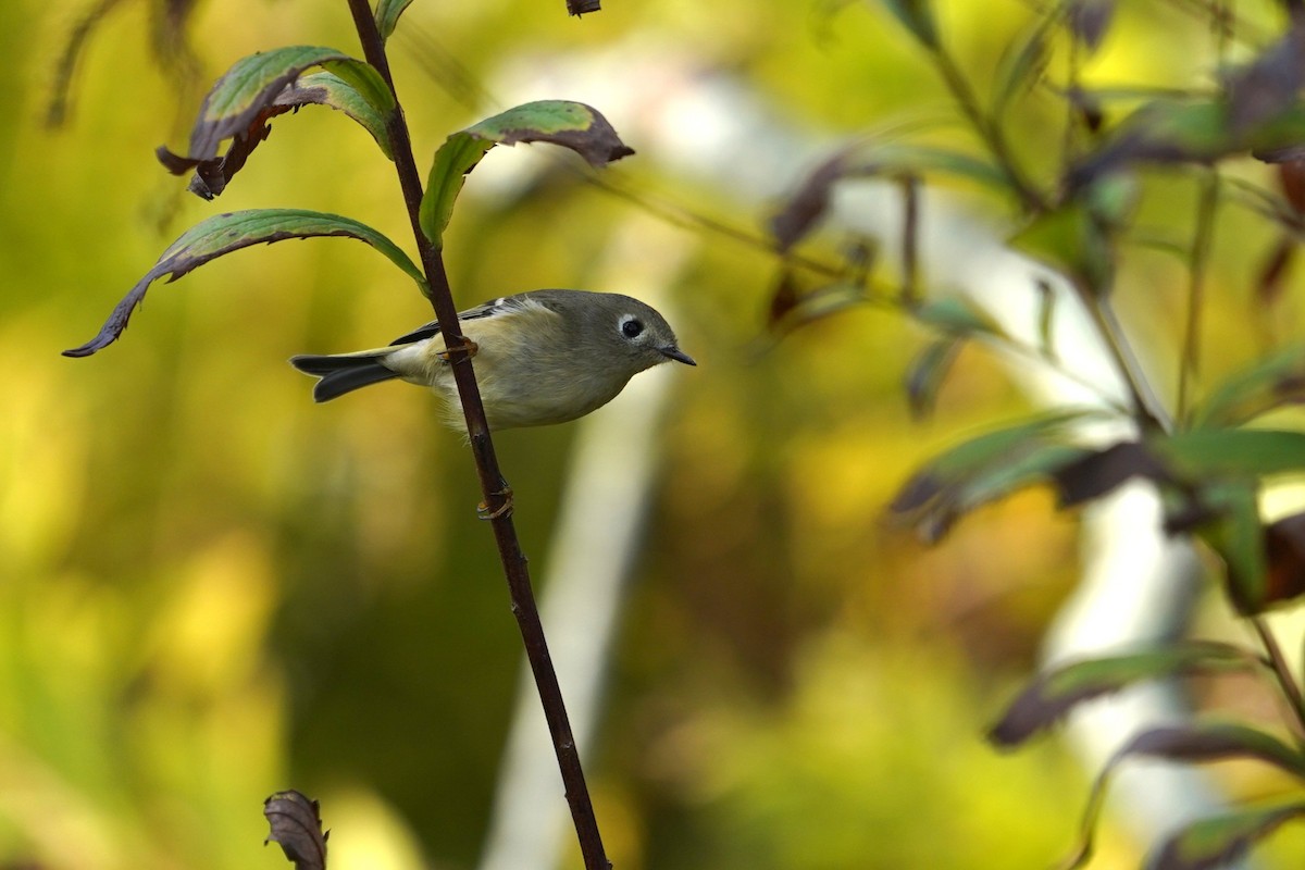 Ruby-crowned Kinglet - ML643624479