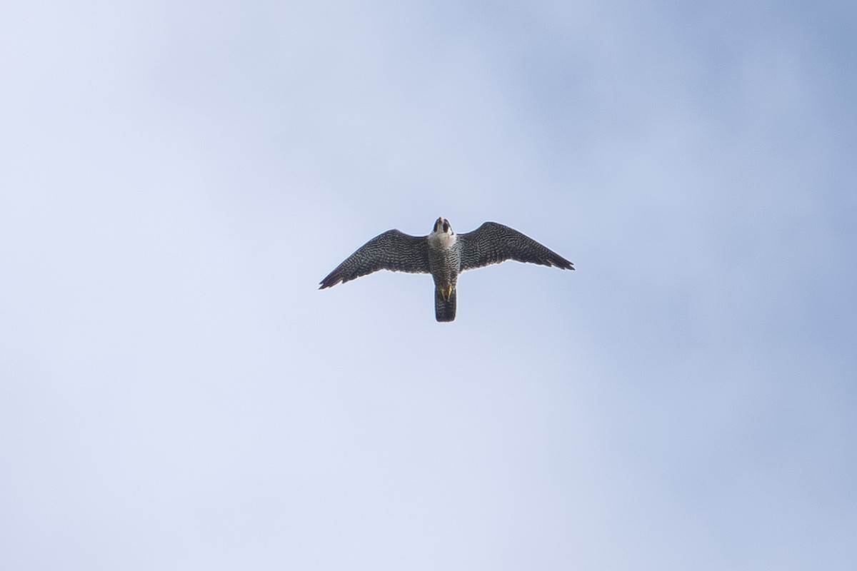 Peregrine Falcon - ML643624482