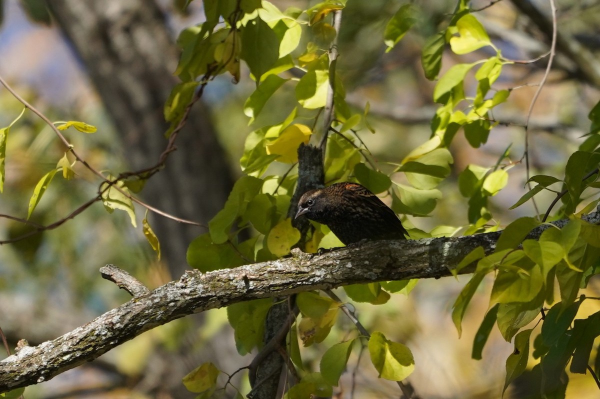Red-winged Blackbird - ML643624493